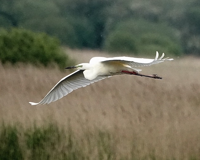 great white egret